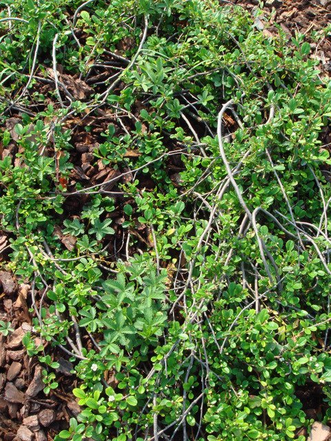 Cotoneaster dammeri P15